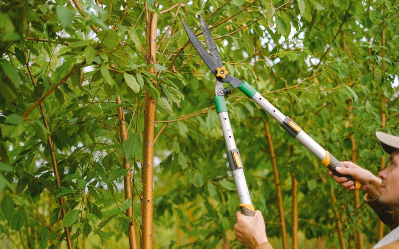 Tree trimming in Madisonville, KY